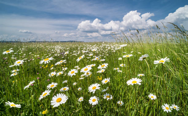 White daisies in spring meadow. Ox-eye daisy. Leucanthemum vulgare Idyllic view on beautiful marguerites in green grass. Wild flowers in romantic rural landscape. Blue sky and clouds. Argyranthemum, dill daisy marguerite daisy stock pictures, royalty-free photos & images