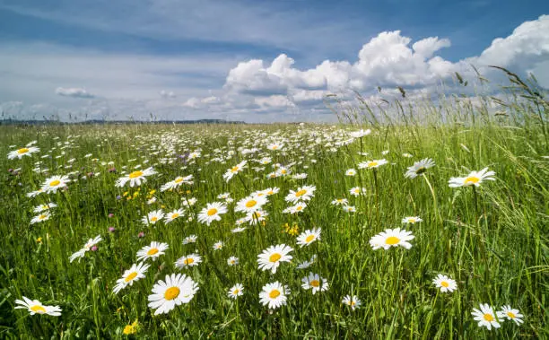 Idyllic view on beautiful marguerites in green grass. Wild flowers in romantic rural landscape. Blue sky and clouds. Argyranthemum, dill daisy