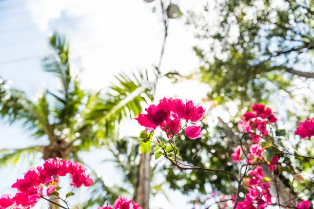 Closeup isolated vibrant pink bougainvillea flowers in Florida Keys or Miami looking up, sun, sunny sunlight, blue cloudy sky, green palm trees during summer spring day