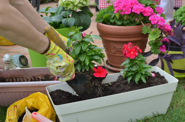 istock Woman re-potting flower 968608656