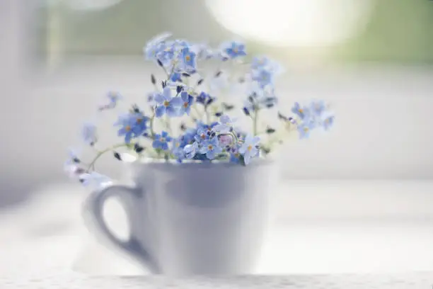 Blue flowers of a forget-me-not in a white cup in a window on a lacy tray.