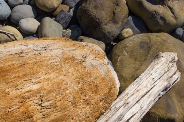 istock driftwood, washed up by the sea on a pebble beach 968616422