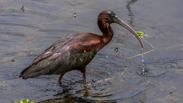 istock Glossy Ibis searching for food 968620914