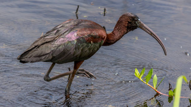 istock Glossy Ibis searching for food 968620920