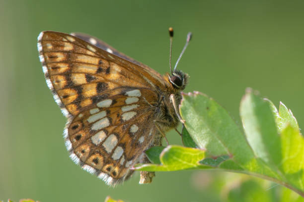 Duke of Burgundy fritillary butterfly (Hamearis lucina) underside Underside of male insect in the family Riodinidae, perched on leaf butterfly hamearis lucina stock pictures, royalty-free photos & images