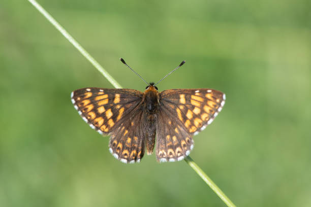 Duke of Burgundy fritillary butterfly (Hamearis lucina) from above Upperwings of male insect in the family Riodinidae, perched on grass and basking in sun butterfly hamearis lucina stock pictures, royalty-free photos & images