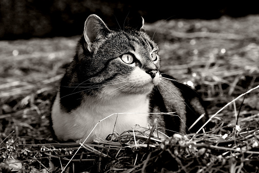 A beautiful stray cat, one of thousands abandoned and that breed on the island of Cyprus.