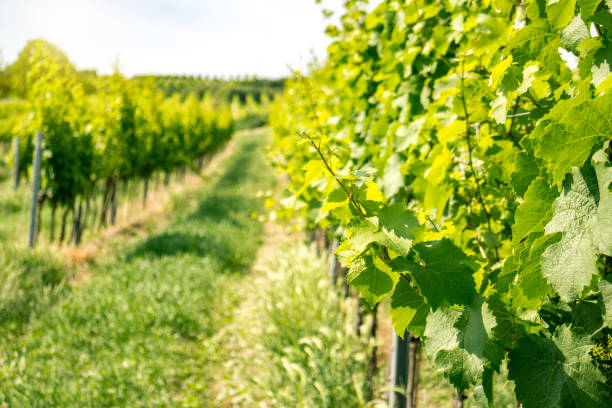istock Vineyards of Vienna 968623540
