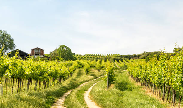 istock Vineyards of Vienna 968623546
