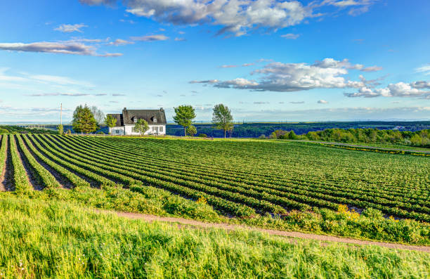 liggande vy av gård i île d'orleans, quebec, kanada med hus - provinsen québec bildbanksfoton och bilder