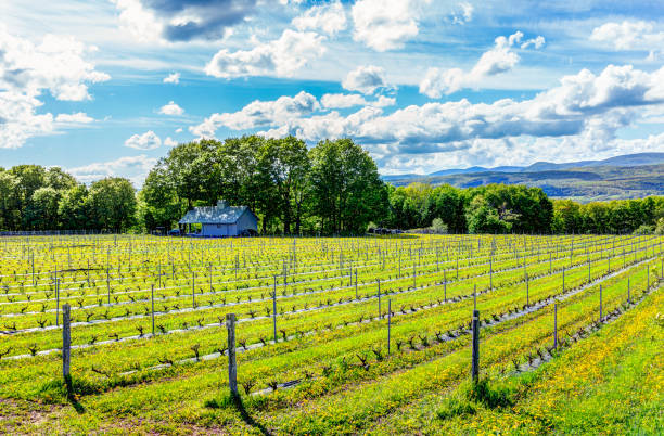 istock Vineyard rows during summer in Ile D'Orleans, Quebec, Canada with view of Saint Lawrence River 968626276