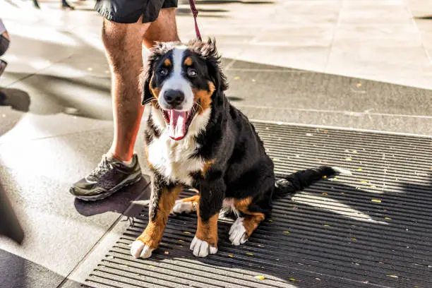 Photo of Funny happy Australian Shepherd dog New York City, Midtown Manhattan, NYC closeup with calico orange, black, white color, smiling, tongue out of mouth on street
