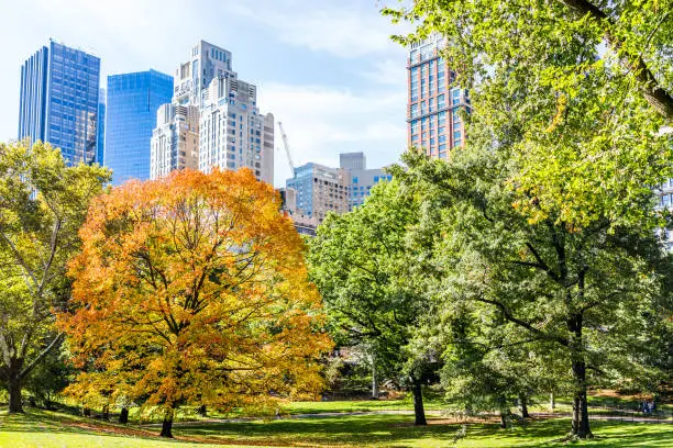 Manhattan New York City NYC Central park with one orange trees, nobody, cityscape buildings skyline in autumn fall season with yellow vibrant saturated foliage