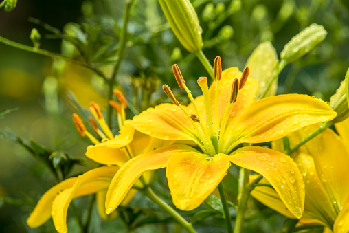 summer day in an ornamental garden; single  blooming day lily flower head with visible stamen.