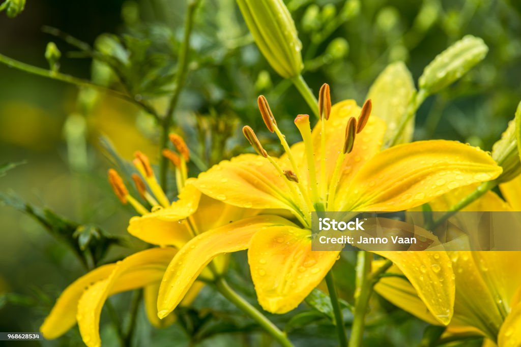Lily lilies in a garden, yellow lily, Flowerbed, Plant, Lily, White Color, Flower Lily Stock Photo