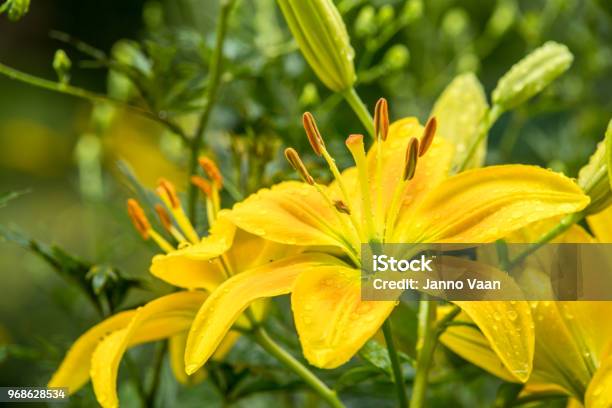 Lily Stock Photo - Download Image Now - Lily, Yellow, Flower
