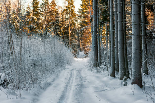 istock a path in the winter forest and snow-covered branches of trees and spruce 968636728