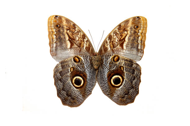 istock brown tropical butterfly. isolated on white 968636876