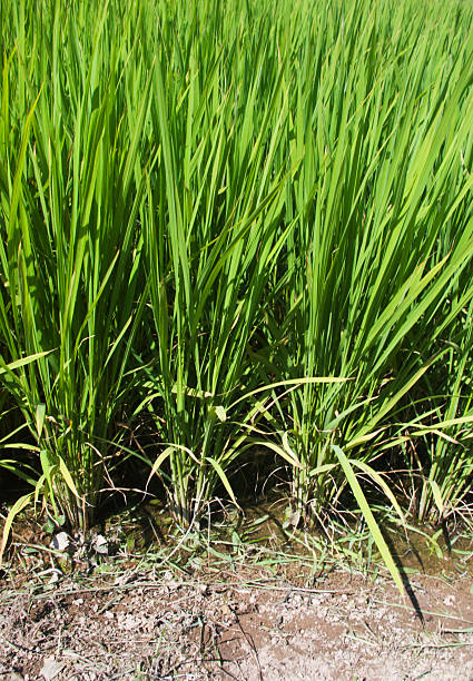 Rice Paddy Detail stock photo
