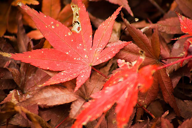 Japanese Maple Leaves stock photo