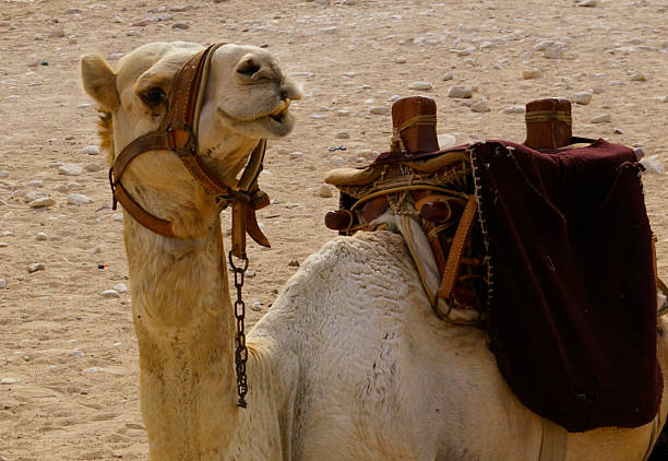 Camel stock photo