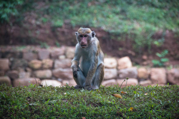 istock Macaques in Sigiriya, Sri Lanka 968652328