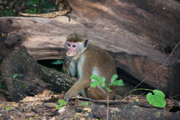 istock Macaques in Sigiriya, Sri Lanka 968652388