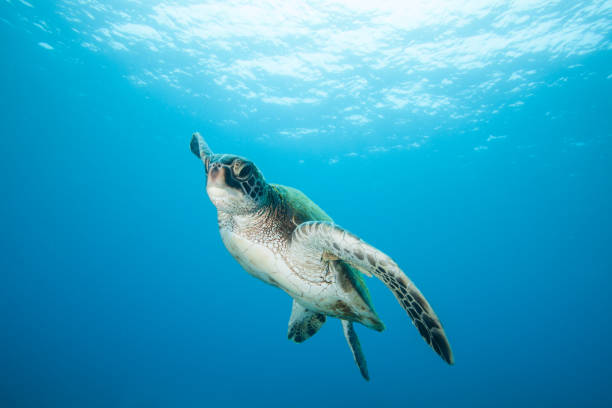 istock Underwater with a Green Sea Turtle 968654928
