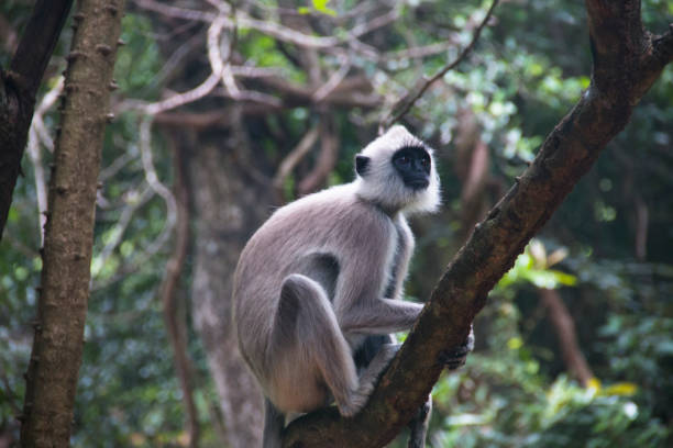 istock Monkeys at Sigiriya in Sri Lanka 968654936
