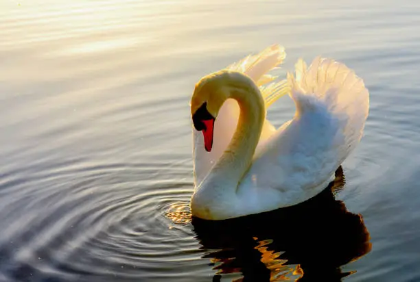Photo of Swan on Lake Ontario