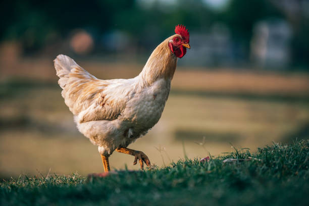 kurczak wiszące na zewnątrz - chicken domestic animals bird poultry zdjęcia i obrazy z banku zdjęć