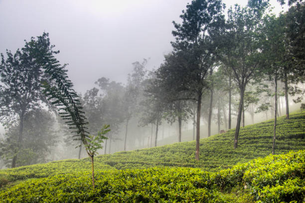 istock Tea plantations around Kandy, Sri Lanka 968657754