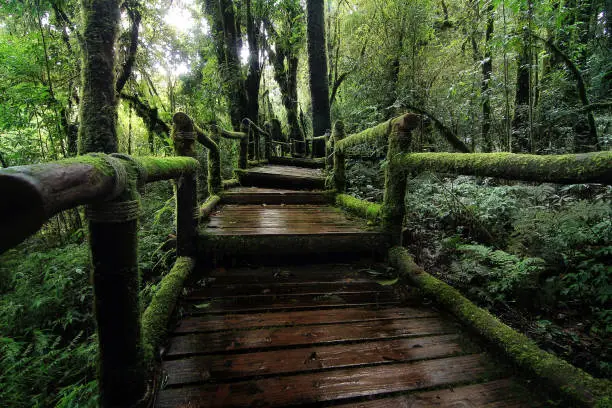 Photo of Beautiful rain forest at nature trails Ang Ka Doi Inthanon,Chiangmai in Thailand is a very popular for photographer and tourists. Natural and Travel Concept.