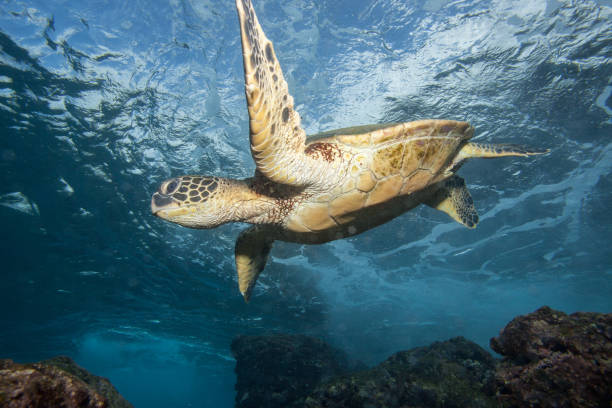 istock Underwater with a Green Sea Turtle 968659862