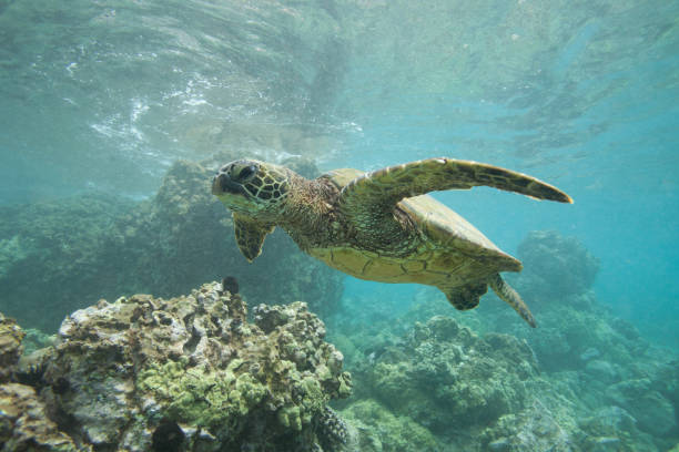 istock Underwater with a Green Sea Turtle 968660122