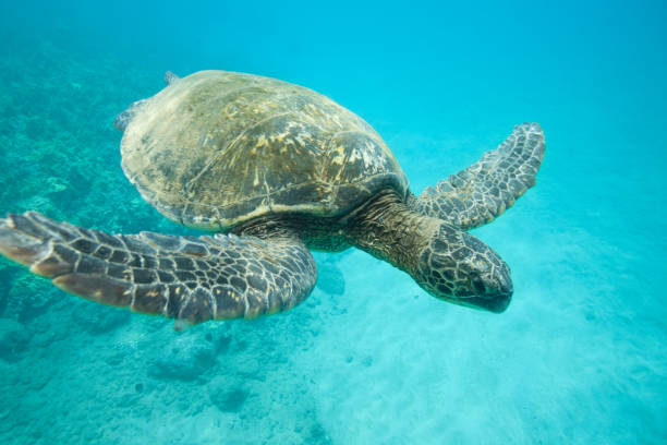 istock Underwater with a Green Sea Turtle 968660266