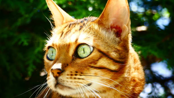 istock Bengal cat with green eyes in nature 968663048