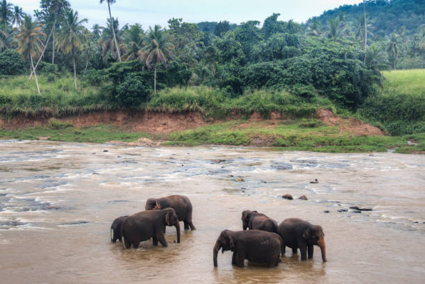 istock Elephants in an orphenage in Sri Lanka 968665248