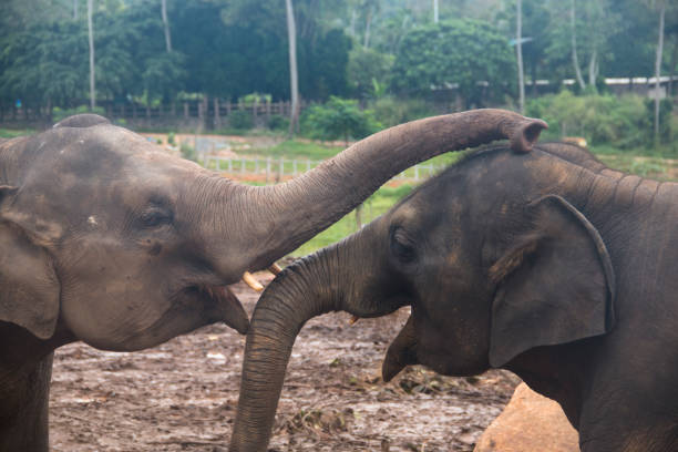istock Elephants in an orphenage in Sri Lanka 968665288