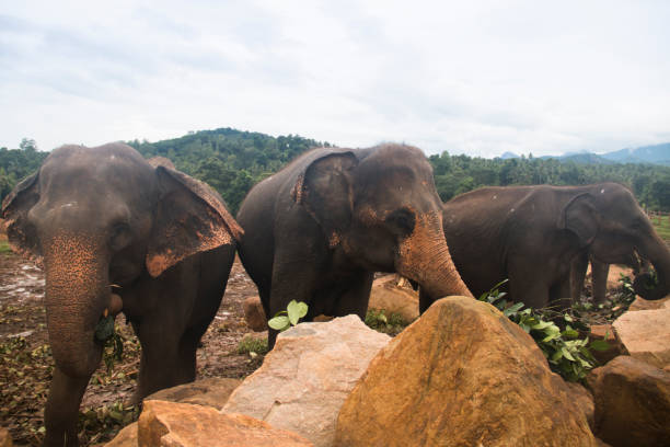 istock Elephants in an orphenage in Sri Lanka 968665366