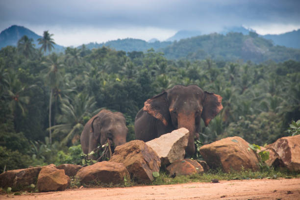 istock Elephants in an orphenage in Sri Lanka 968665526