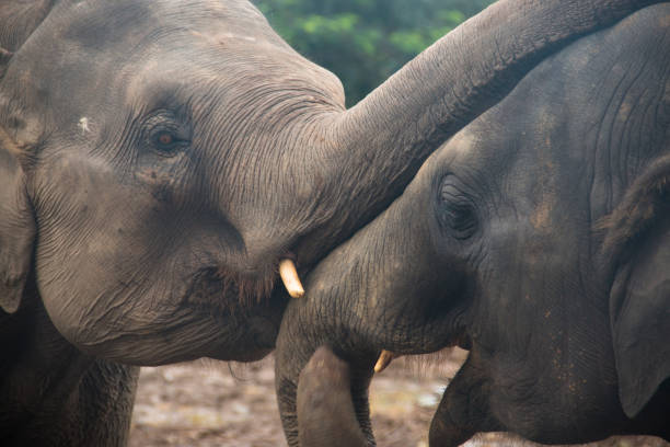 istock Elephants in an orphenage in Sri Lanka 968665558
