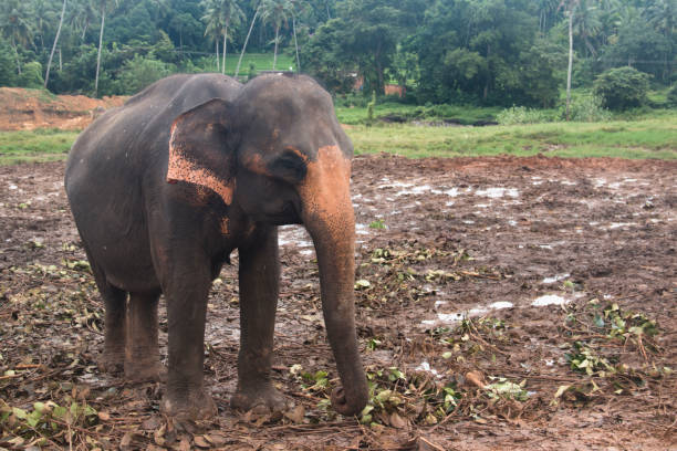 istock Elephants in an orphenage in Sri Lanka 968665712