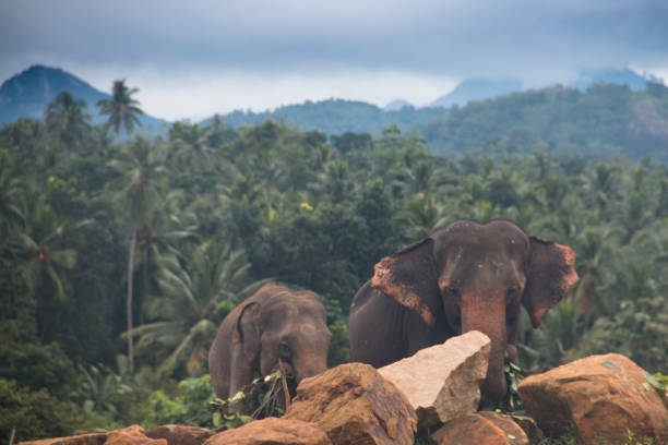 istock Elephants in an orphenage in Sri Lanka 968665764