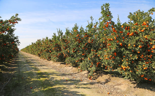 Tangerine orchard stock photo