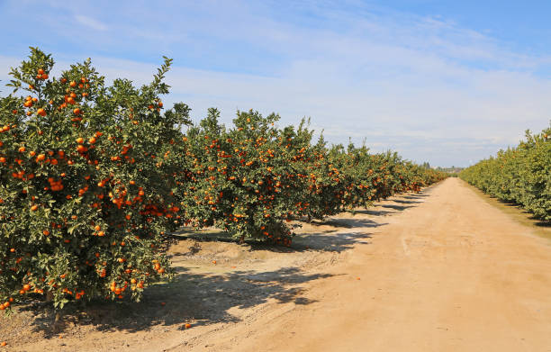 istock Alley in tangerine orchard 968670908