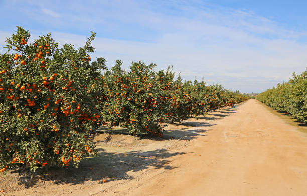 Alley in tangerine orchard stock photo