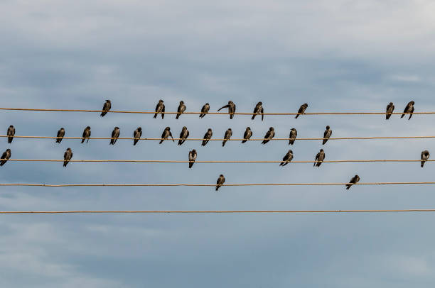 istock Birds on electric wires 968671218