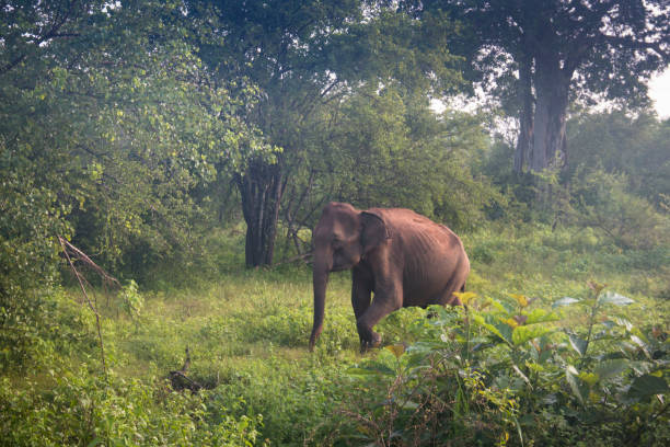 istock Elephants in Udawalawe, Sri Lanka 968671234