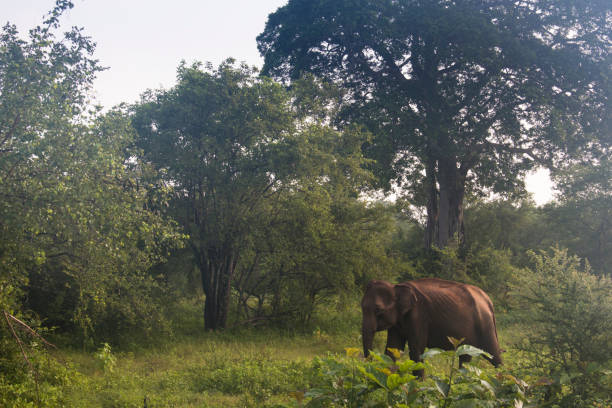 istock Elephants in Udawalawe, Sri Lanka 968671274
